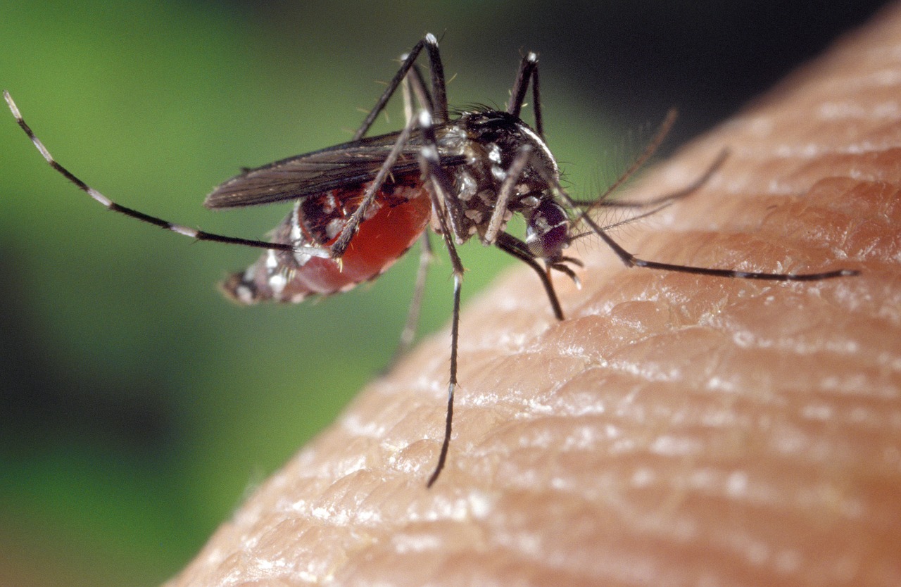 チクングニヤ熱に注意